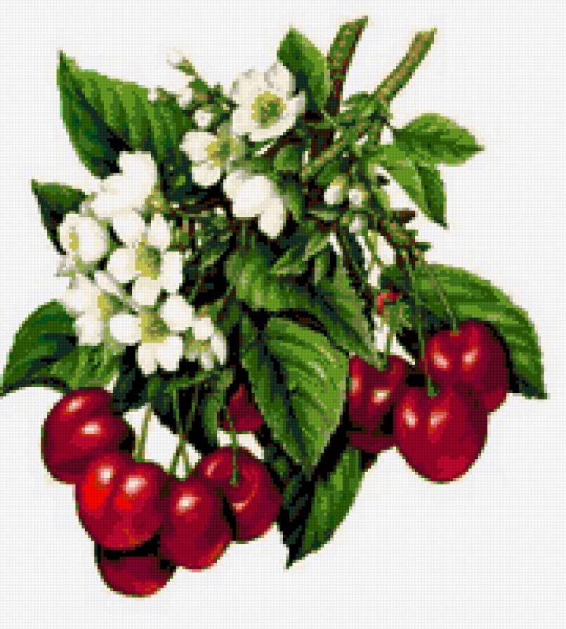 ветка вишни - ягоды ветка вишни - предпросмотр