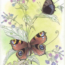 Оригинал схемы вышивки «бабочки» (№433934)
