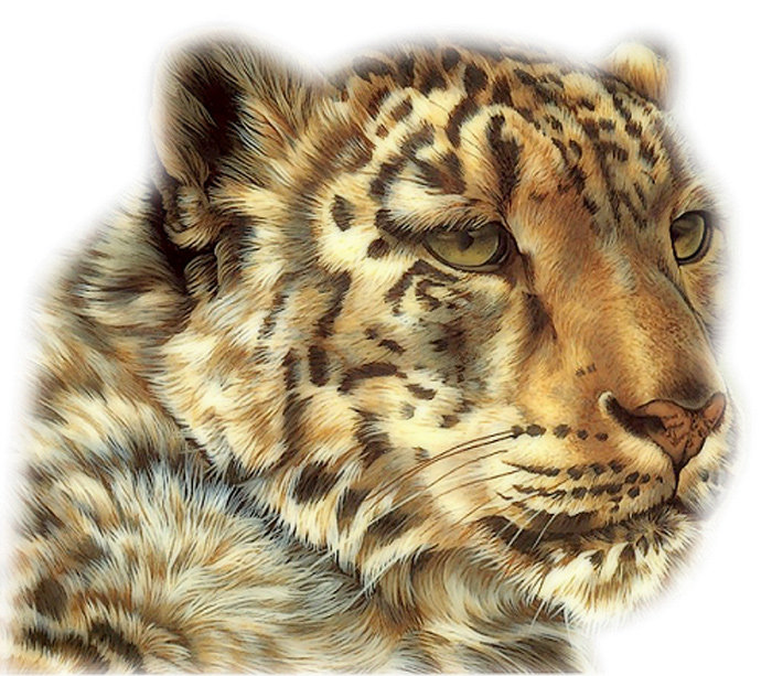 леопард - кошки, леопард, животные - оригинал