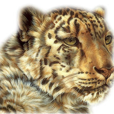 Оригинал схемы вышивки «леопард» (№434073)