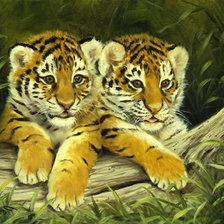 тигрята