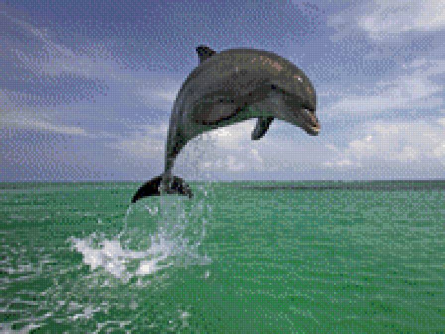 дельфин и море - дельфин и море - предпросмотр