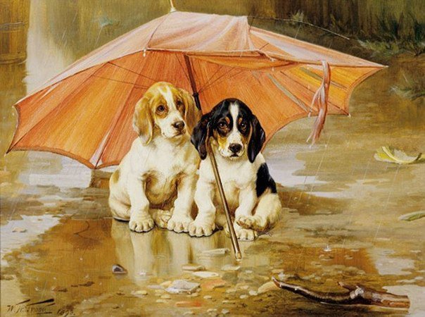 Двое под зонтом 1 - собаки, дождь., щенки, животные - оригинал