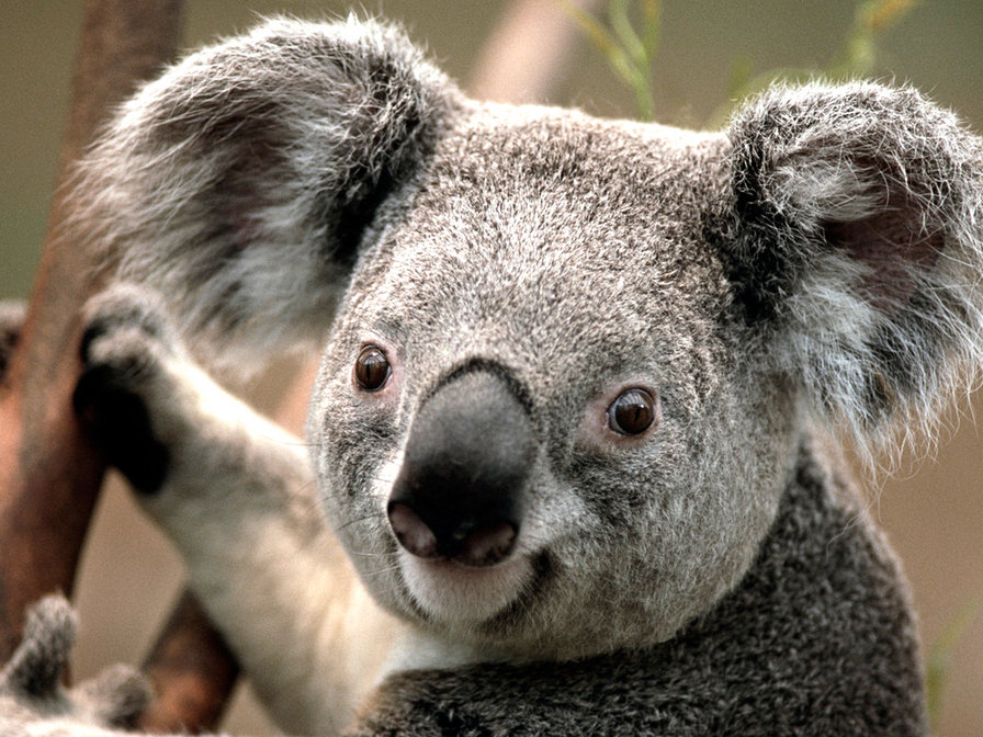 коала - животные, коала - оригинал