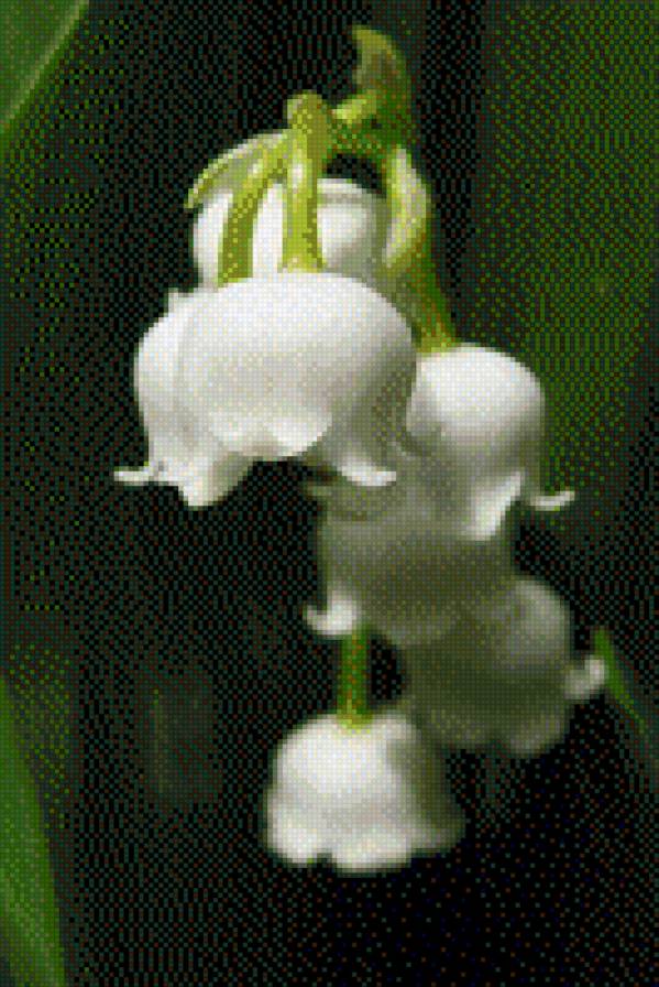 ландыши - цветы - предпросмотр