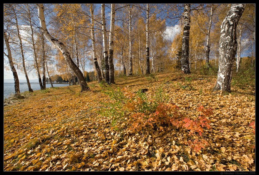 золото осени - осень, пейзаж, березы, листва, природа - оригинал