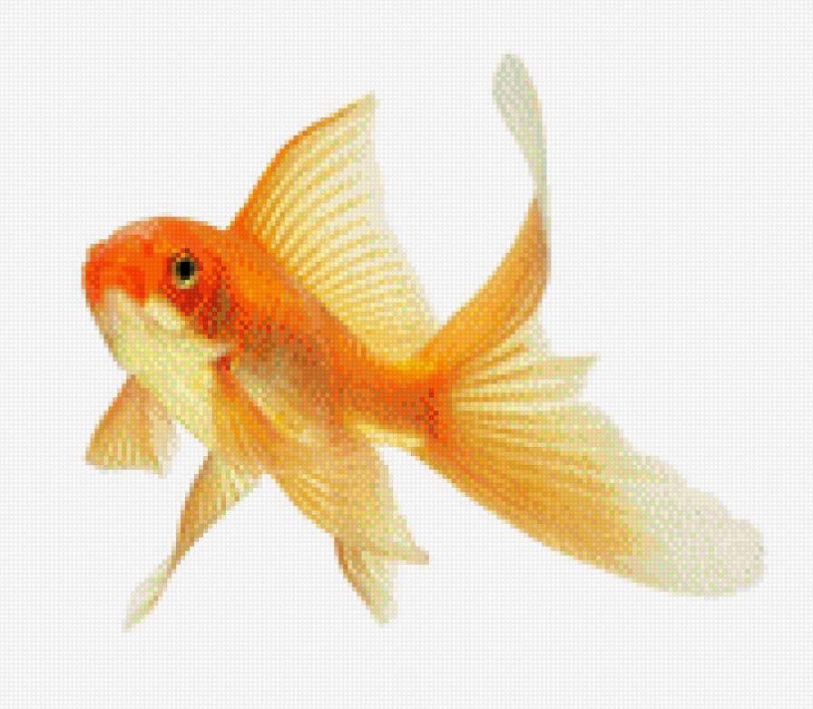 Рыбка золотая - рыбка, золотая рыбка, рыба - предпросмотр