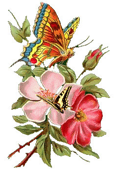 Бабочка и цветок - насекомые, цветы, бабочки, букет, растения - оригинал