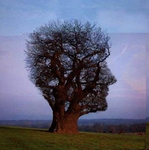 дерево-голова - деревья - оригинал