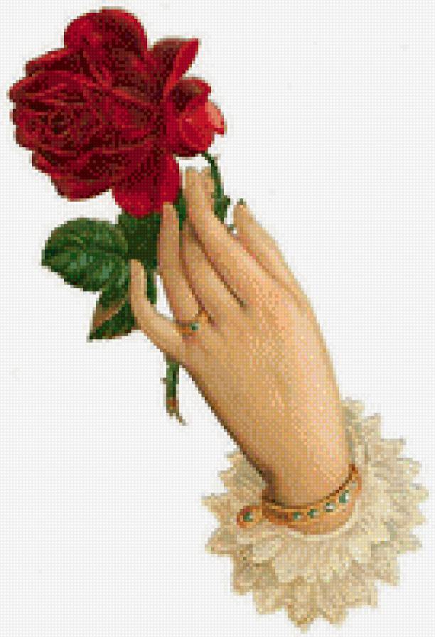 роза в руке - цветы - предпросмотр