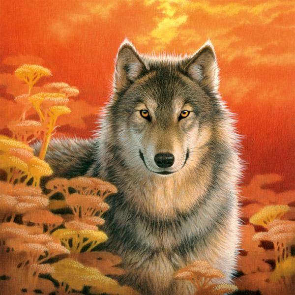 Одинокий волк - животные, одинокий волк, волк - оригинал