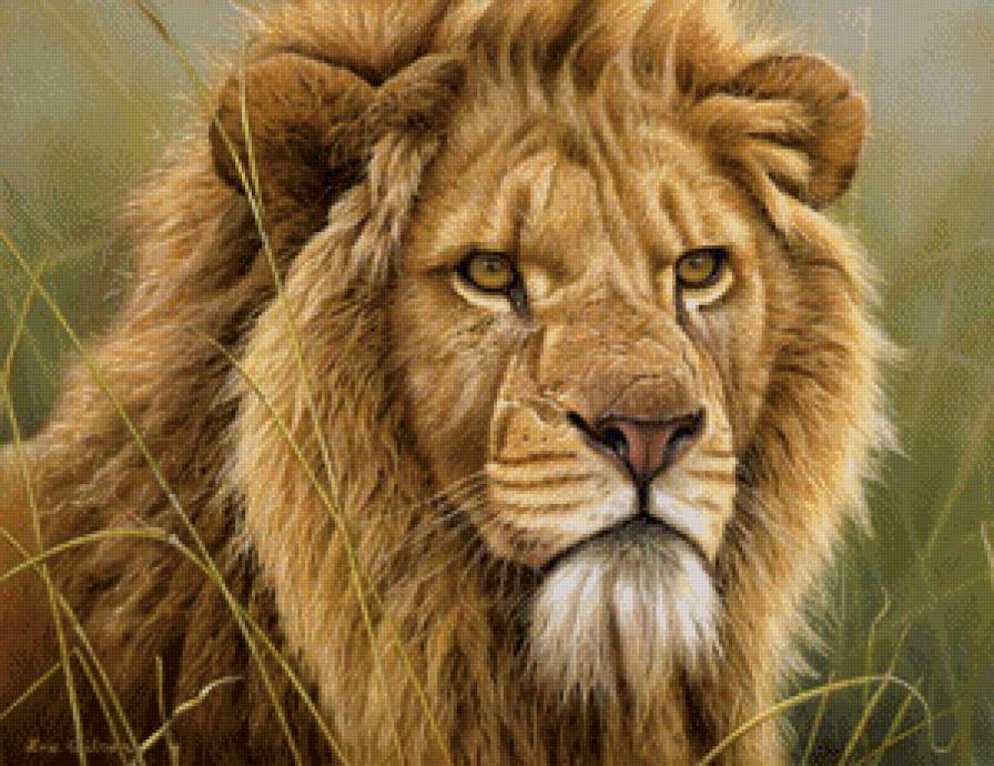 Лев - хищник, большая кошка, лев - предпросмотр