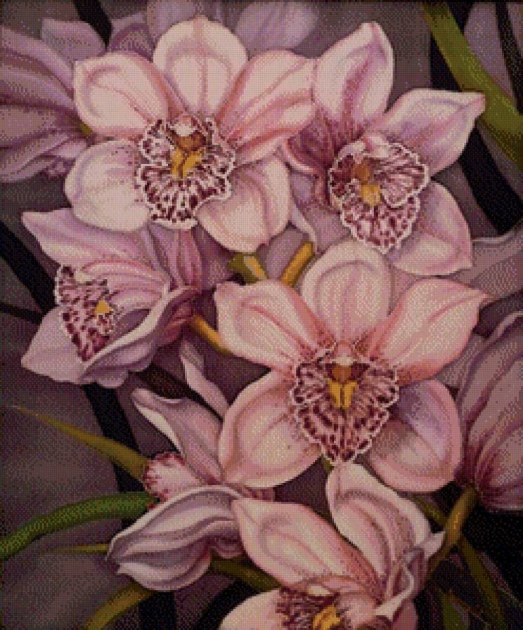 орхидеи - цветы - предпросмотр