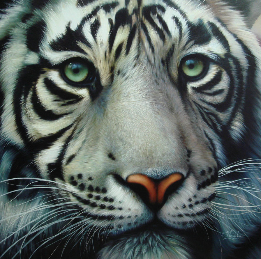 Белый тигр - животные, тигр, взгляд - оригинал