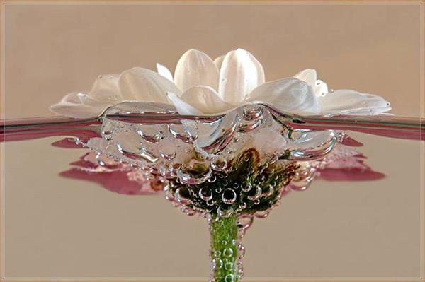 цветок - цветок, вода, ромашка - оригинал