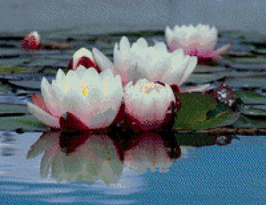 Водяные лилии - пейзаж, цветы - предпросмотр