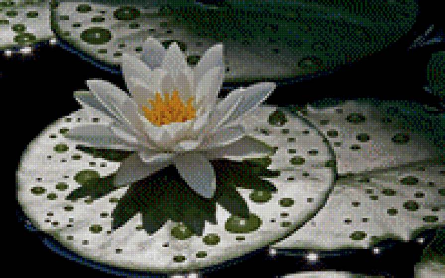 Водяная лилия - пейзаж, цветы - предпросмотр
