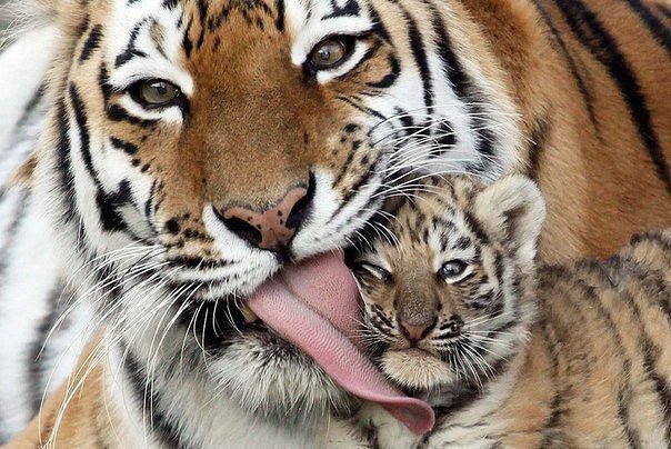 Тигрица с тигренком - хищники, тигры, кошки, дикие животные - оригинал