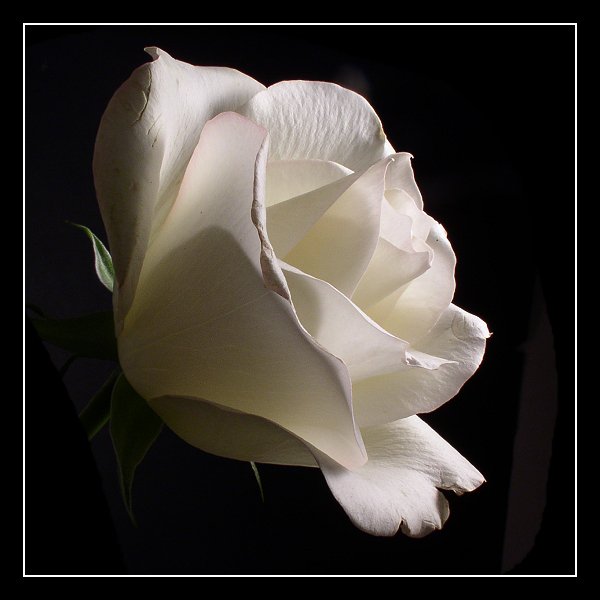 Белая роза - цветы, розы - оригинал