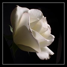 Оригинал схемы вышивки «Белая роза» (№437944)