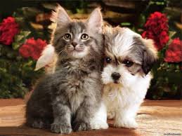 Дружба - кошки, животные, собаки, котята - оригинал