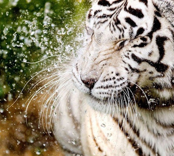 Белый тигр в воде - вода, тигр - оригинал