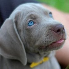 Голубоглазый щенок