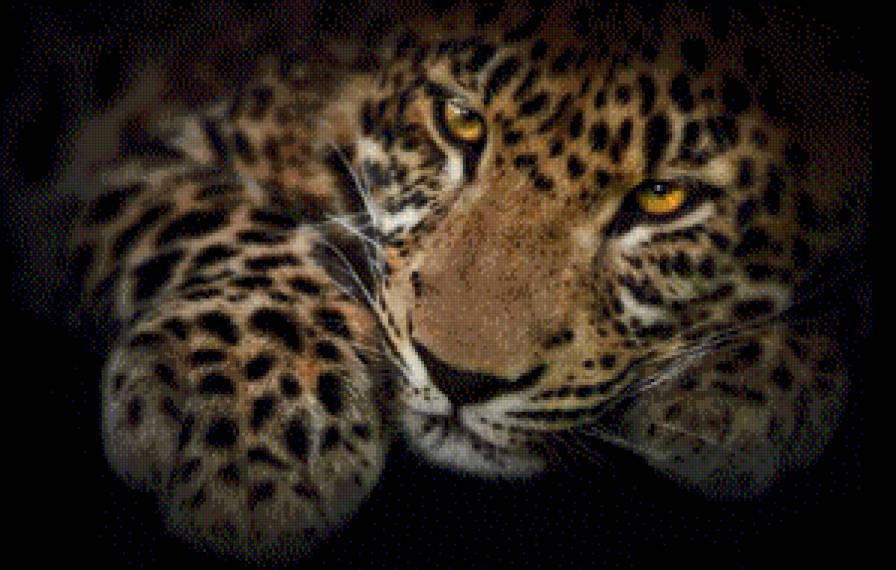 Leopardo - животные - предпросмотр