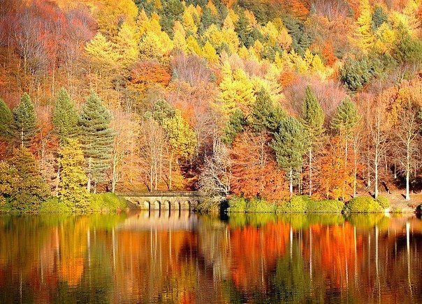 осень - пейзаж, деревья, вода, природа, осень - оригинал
