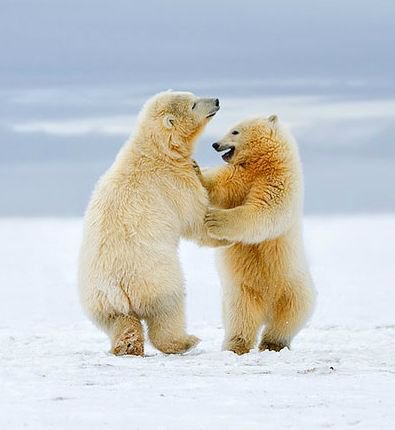 танцующие медведи - звери, животные, медведи, зима - оригинал