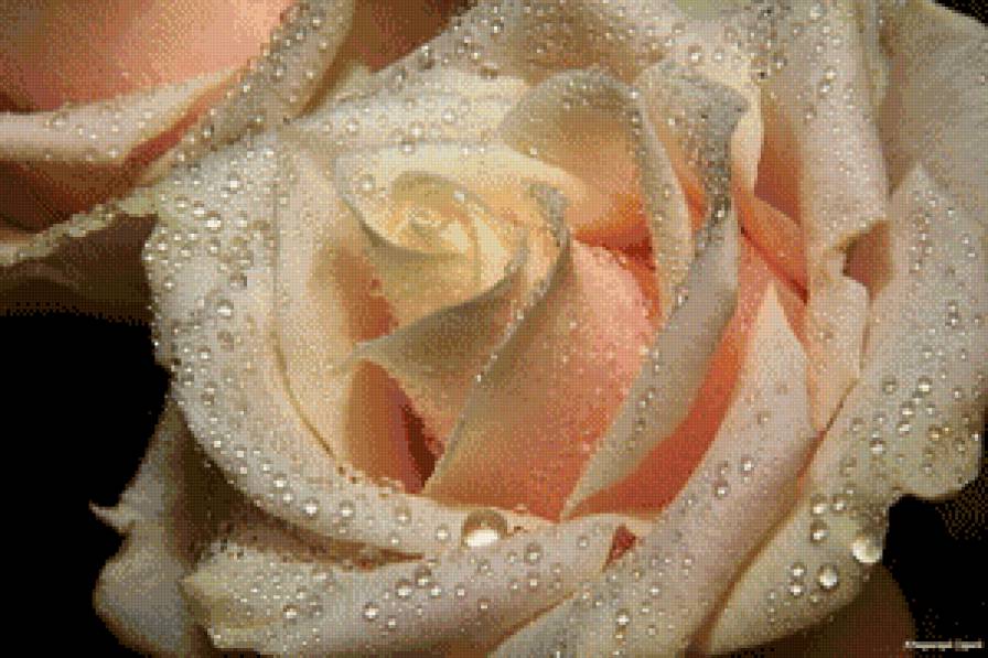 Роза - роза, цветок - предпросмотр