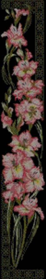 гладиолусы на черном - цветы - предпросмотр