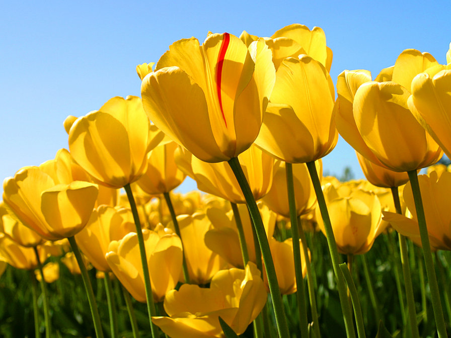 Желтые тюльпаны - тюльпаны, цветы - оригинал