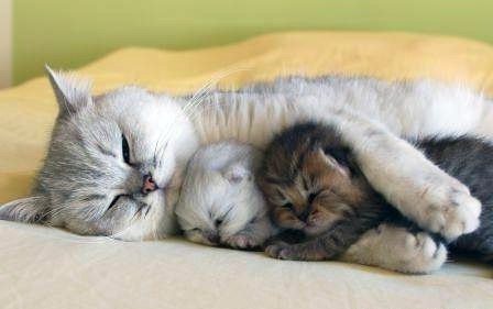 Мама - котята, домашнее животное, мама, кошка - оригинал