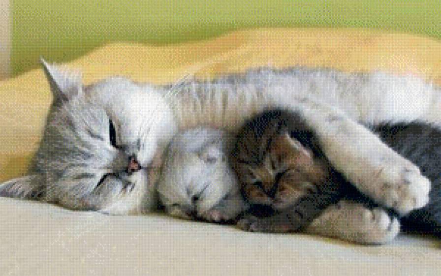 Мама - кошка, мама, домашнее животное, котята - предпросмотр