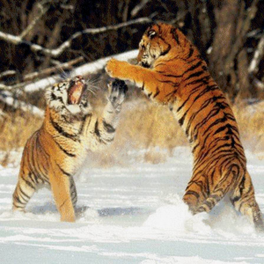 №443397 - кошки, тигры - предпросмотр