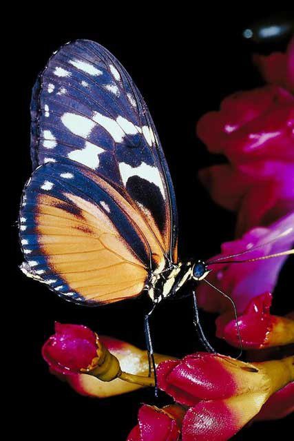 бабочка - цветы, природа, бабочка - оригинал