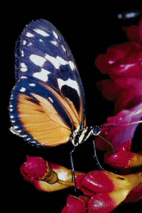 бабочка - цветы, природа, бабочка - предпросмотр
