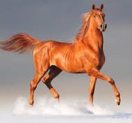 рыжая лошадь