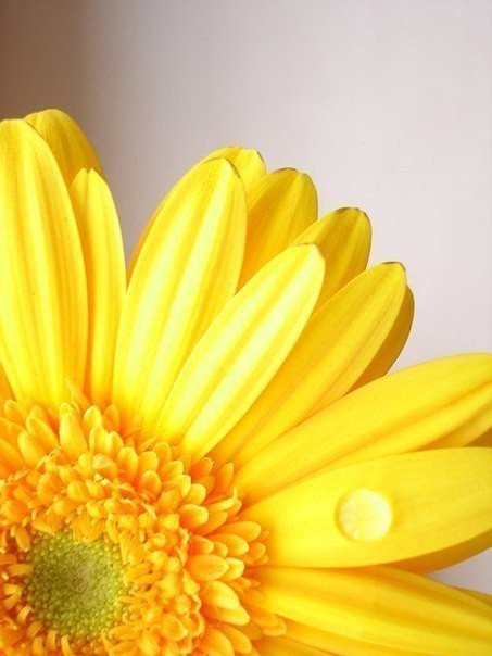 подсолнух - лепески, один, подсолнух, цветы, желтый - оригинал