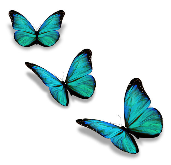 Голубые Бабочки - белом, красивые, фоне, голубые, бабочки, на - оригинал