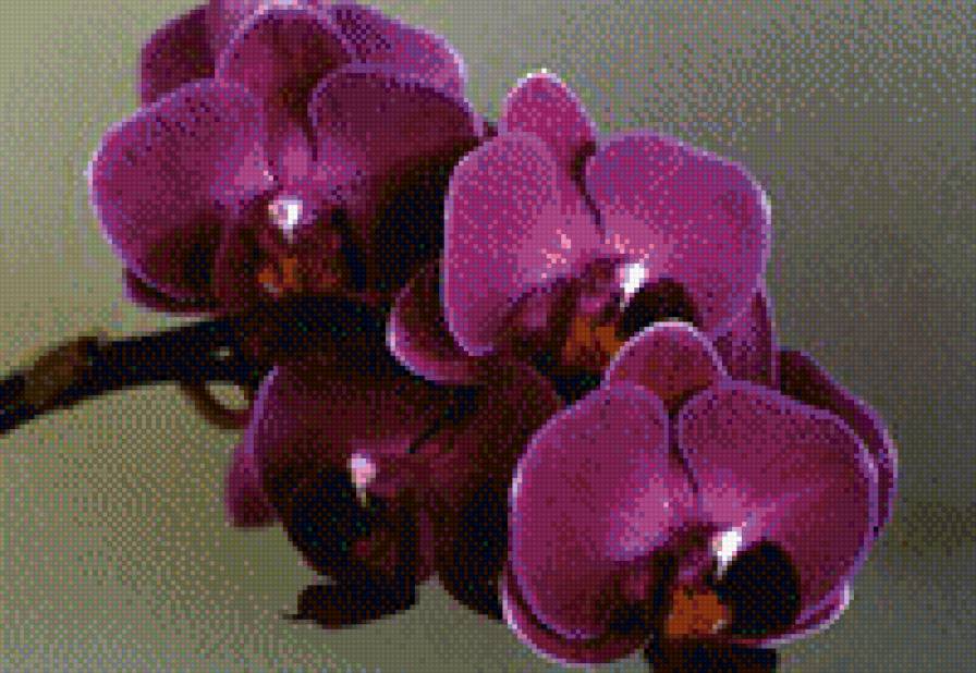 Лиловые орхидеи - цветы, натюрморт - предпросмотр