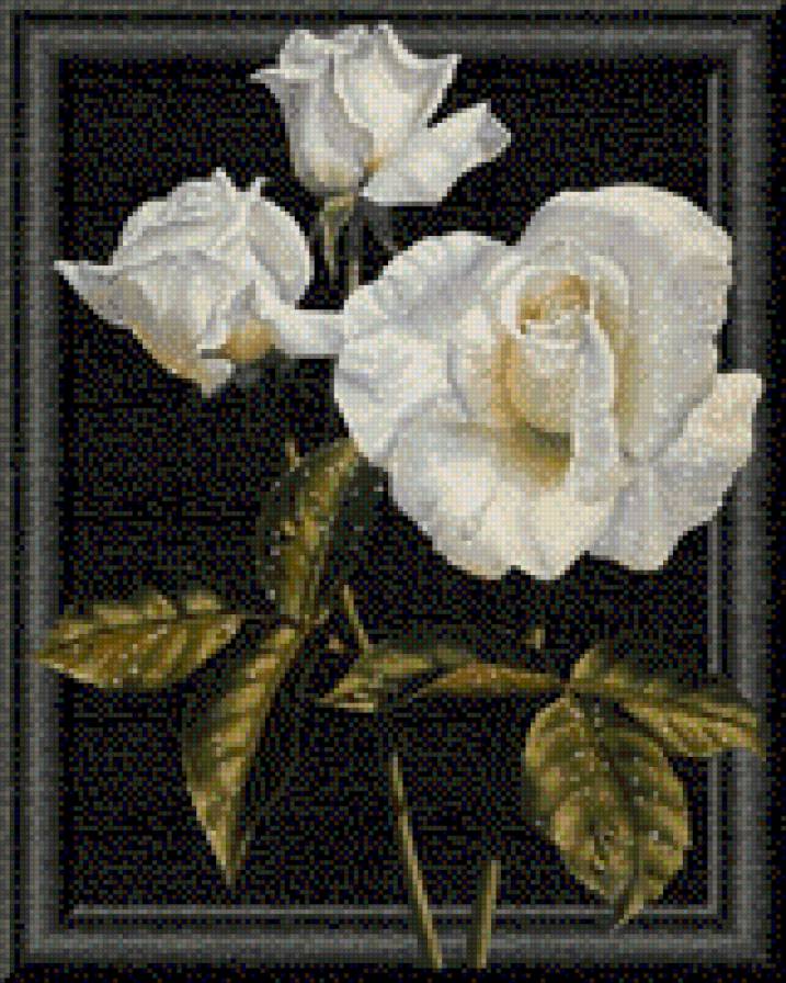 белое на черном - цветы, розы - предпросмотр