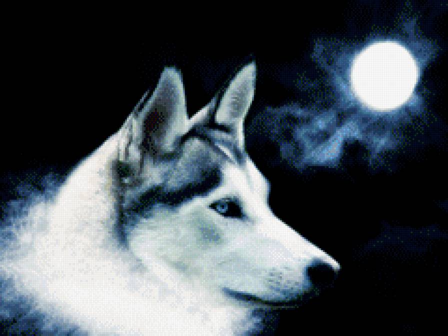 одинокий волк - полнолуние, животные, ночь, луна - предпросмотр