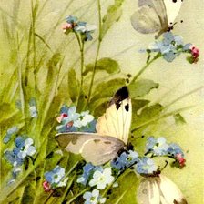 Незабудки и бабочки