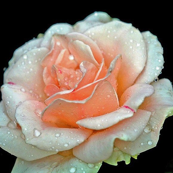 прекрасная роза - розы, цветы - оригинал
