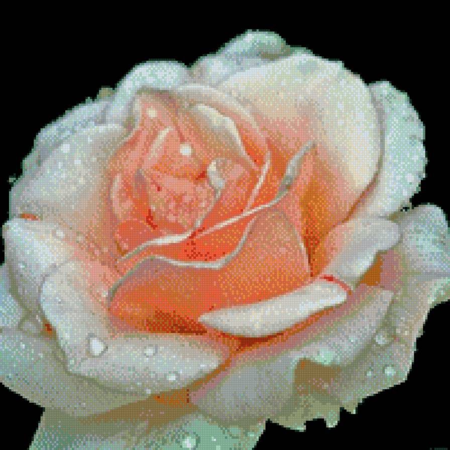 прекрасная роза - розы, цветы - предпросмотр