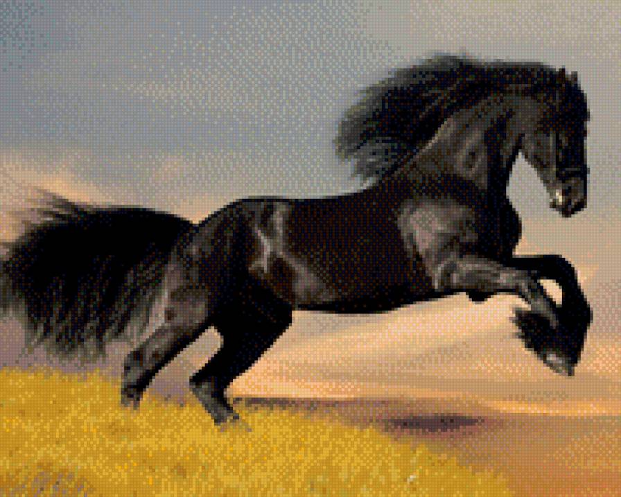 вороной конь - вороной конь, животные, лошади, конь - предпросмотр