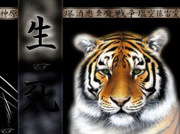 Тигр - животные - оригинал