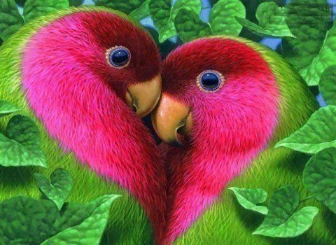 Неразлучники - природа, птицы, любовь - оригинал